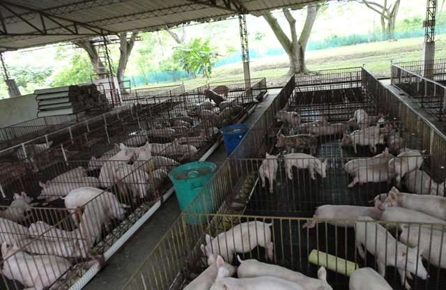 Asociación Nacional De Porcicultores De Colombia Trabaja En Equipo Con La Crq Para Garantizar
